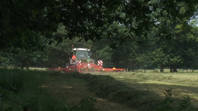 Farmer haying in grassland - collects cut hay into windrows for later collection. 