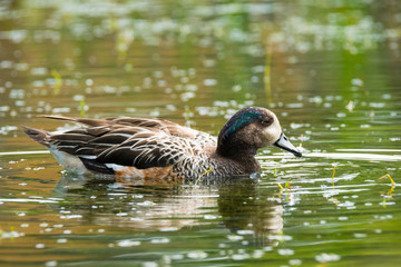 Canard du chili - siffleur du chili - canard du Chiloé - anas sibilatrix