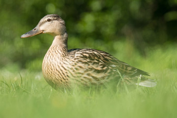 Cane colvert au repos dans l'herbe