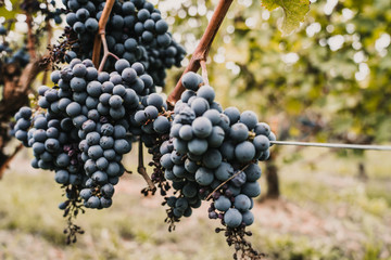 Beautiful views of vineyards in Bordeaux, France. Harvest time of the grape. Travel photography. Lifestyle.