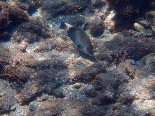 ヒリゾ浜の魚たち