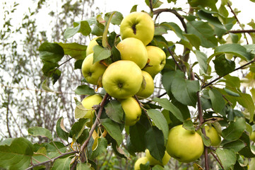 Large harvest of apples, ripe green apples hanging on a branch