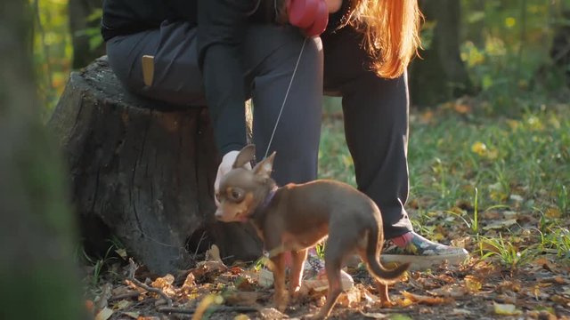 woman with red hair sitting in a forest on a stump and caresses two little dogs