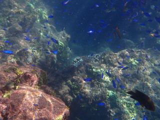 Fototapeta na wymiar ヒリゾ浜の魚たち