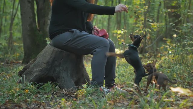 girl with red hair with the hands of two small funny dog