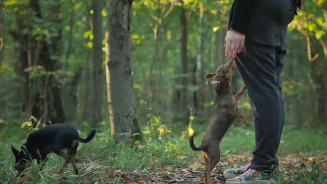 the girl in the woods walks with two small dogs.