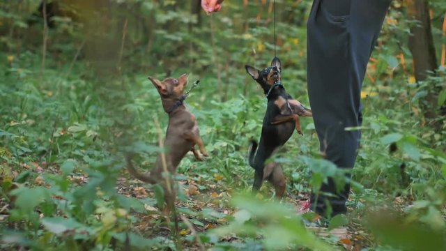 the girl is playing with two small dogs in the forest.