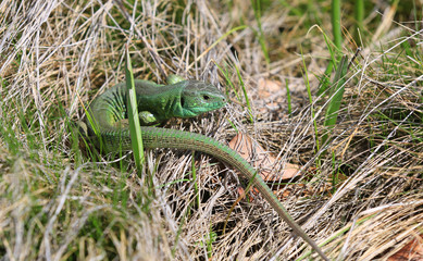 lizard in grass