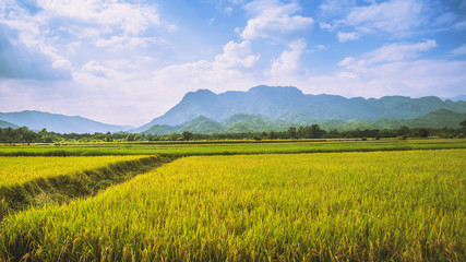 background landscape rice yellow gold. During the harvest season. Asian thailand