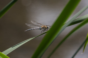 Libelle