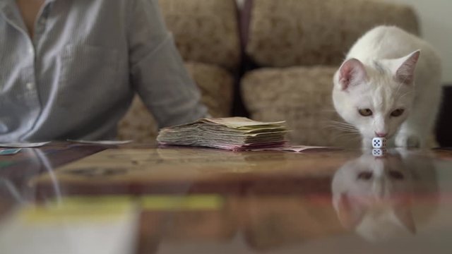 board game, a cat playing with dice from the game. In the background is money