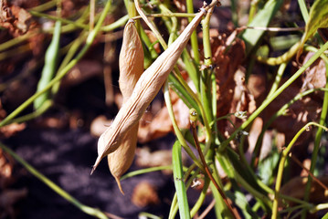 Kidney beans plants, stem with ripe yellow pods on blurry soil background close up detail