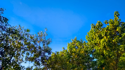 Lindia sunny day with blue sky among the trees