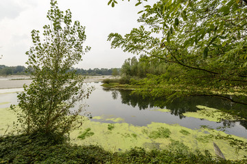 oxbow lake merges in Ticino river near Bernate, Italy
