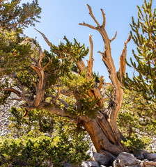Fototapeta premium bristlecone pine