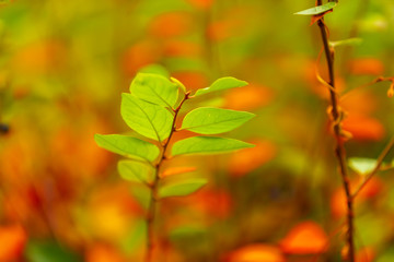 charm of the golden autumn