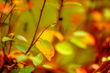 charm of the golden autumn