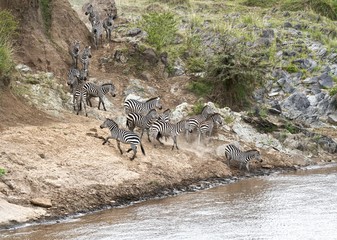 Fototapeta na wymiar Kenya Maassai Mara Migration