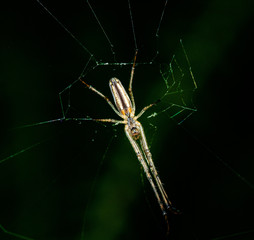 Spider on web with green background macro