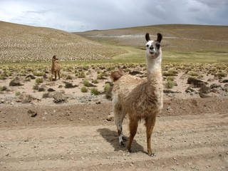 Llama