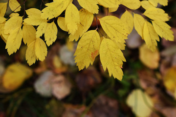 Natural autumn background.      The leaves of the trees in the setting sun. Colorful autumn forest.  Yellow and red leaves of trees.
