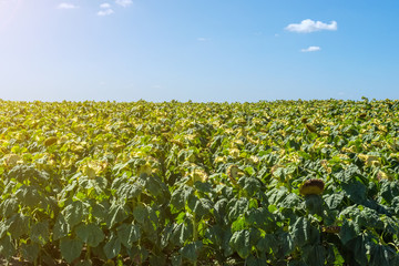 Fototapeta na wymiar sunflowers in the phase of filling seeds, in a field, under a blue sky with clouds