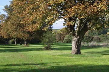 Another autumn day in park