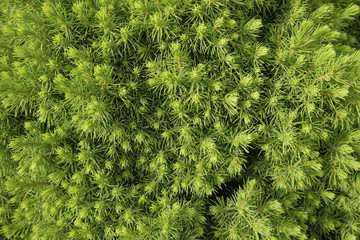 Picea glauca Conica dwarf decorative coniferous evergreen tree. White spruce, Canadian spruce, skunk, Black Hills, western white, Alberta white, Porsild spruce