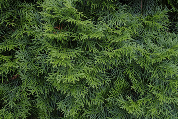 Picea glauca Conica dwarf decorative coniferous evergreen tree. White spruce, Canadian spruce, skunk, Black Hills, western white, Alberta white, Porsild spruce