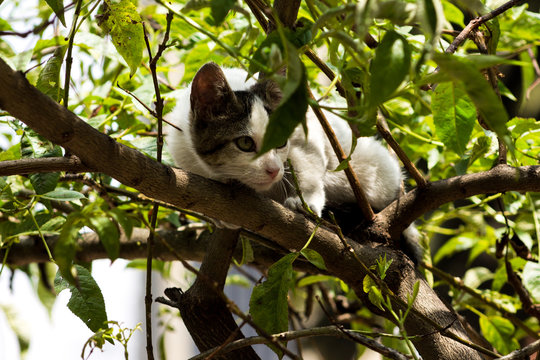 Gato en arbol