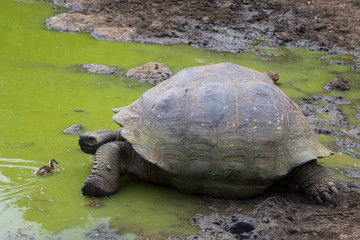 Giant Galapagos Tortoise in pond with duckling  in the wild Santa Cruz Island Galapagos