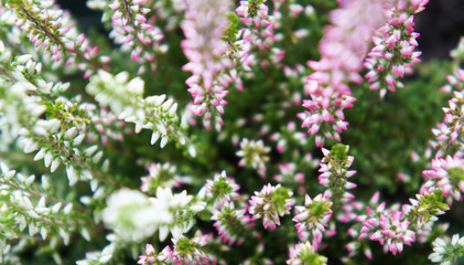 Heather calluna vulgaris alicia white and pink flowers