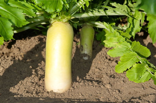 White radish - Daikon in the vegetable garden close-up