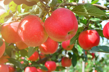 organic, ripe, juicy apples on the branches of trees in the garden