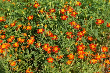 Tagetes tenuifolia or signet marigold or golden marigold paprika many red and orange flowers