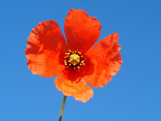 Long-headed Poppy (Papaver dubium)