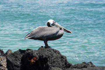 pelicans on the beach
