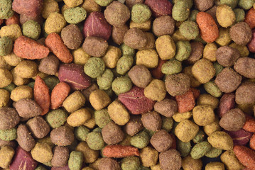 closeup of feed of dog
