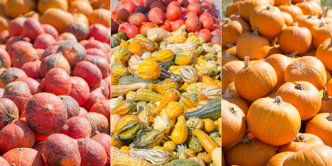 Piles of harvested pumpkins and gourds in different shapes and colors