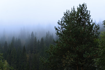 autumn landscape - a pine forest in a misty rainy weather