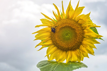 bumblebee, bee and spider on the yellow flower of a sunflower, in the phase of filling seeds