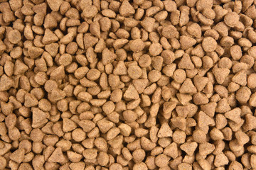 closeup of feed of cat