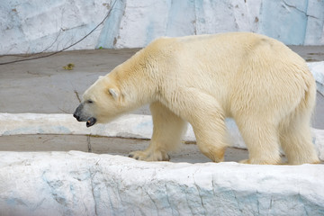 上野動物園 ホッキョクグマ