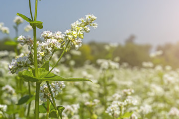 field of flowering buckwheat against the sky with clouds