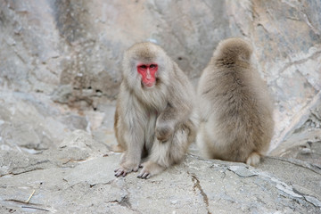 上野動物園 ニホンザル