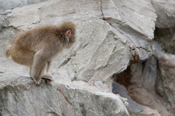 上野動物園 ニホンザル