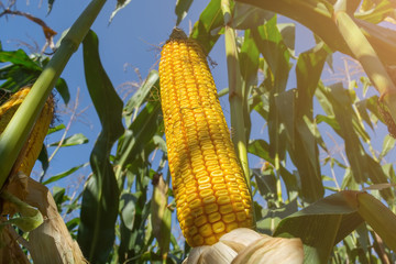 A cob of ripe corn in the field before harvesting
