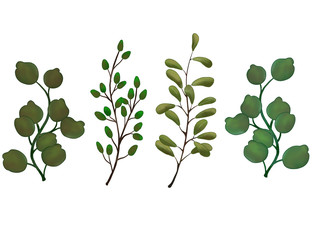 Exotic set of Green leaves,foliage natural herbs and branches. Border frame template on white background.