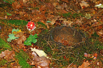Fliegenpilz mit Vogelnest