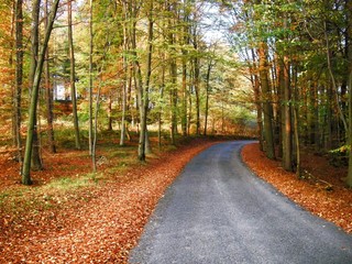 Fototapeta premium Broad leaf tree forest with curved asphalt road at autumn / fall daylight, colorful foliage. Countryside landscape.Relaxing nature. .